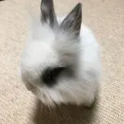 Wakameの画像