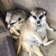 マルケミの画像