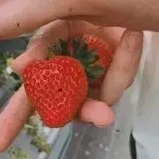 いちご