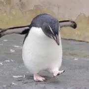 こげちゃぴの画像