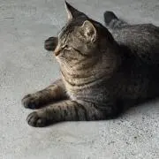 しまくんの画像