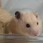 ちゃちゃまるの画像
