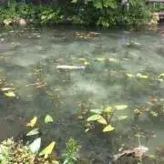サクエの画像
