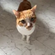 ヒュー☆の画像