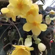 とっこの画像