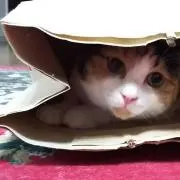 ねこの画像