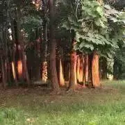 くまの画像