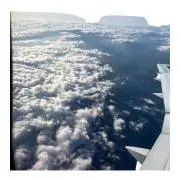 たぬきの画像