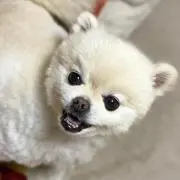 あんちゃんこの画像