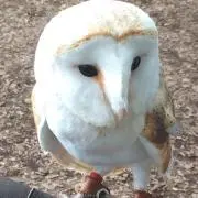 マニー