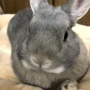 moonlightの画像