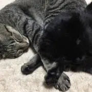 カフェ