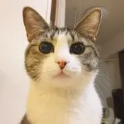 綾音の画像