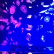 kuu＊の画像