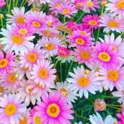 えつえつ