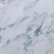アザラシの画像