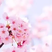 yusa  24h即購入OK おまとめ◎の画像