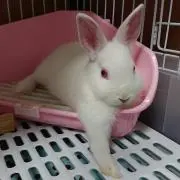 ミルクの画像