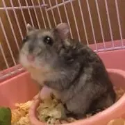 まりもの画像
