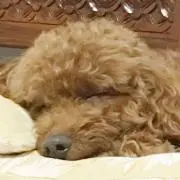 まさゆんの画像