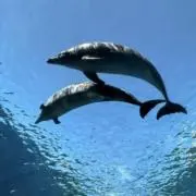 ちゃーの画像