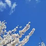 十六夜蒼︎❇️プロフ見てね❤❇️の画像