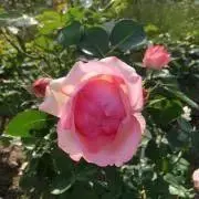 いくちゃんの画像