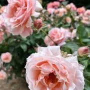 mpf✨ご希望価格・値下げ依頼大歓迎の画像