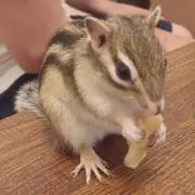 RYOの画像
