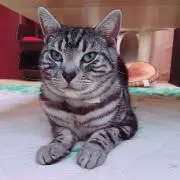 ぽん