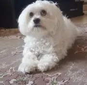 らみんの画像