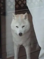 ⭐ピラフ⭐の画像