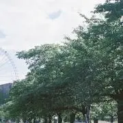 さくらの画像