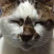わかめごはん　掃除中の画像