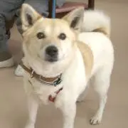 ハル