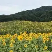 SHIROの画像