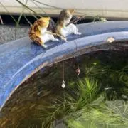 ねこのて