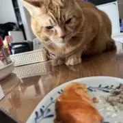 てんの画像