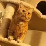 mayの画像