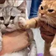 メチの画像