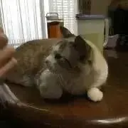 momorinkoの画像