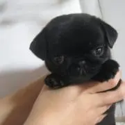 ユキリンドル