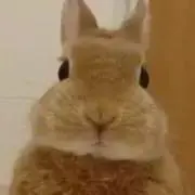 akiの画像