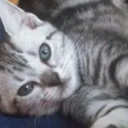 DR.コパの平成の3猿 - メルカリ