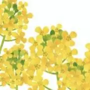 Kanana☆まとめ買い大歓迎の画像