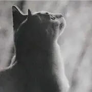 saなeの画像