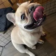 アオイトキの画像