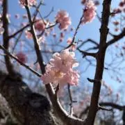 かな