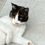 ぷの画像