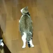 とらじ